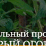 Жители Брянской области смогут принять участие в социальном проекте «Добрый огород» - Газета Авангард
